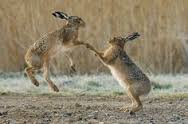Dancing Hares